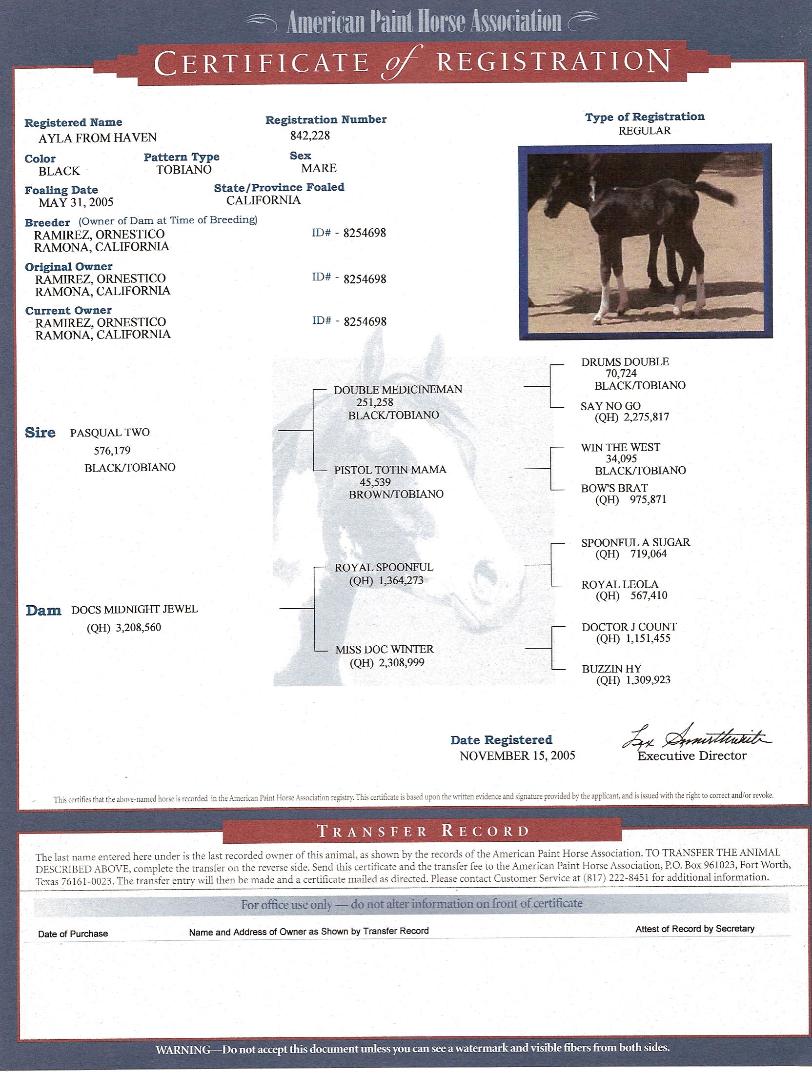 ayla from haven pedigree certificate